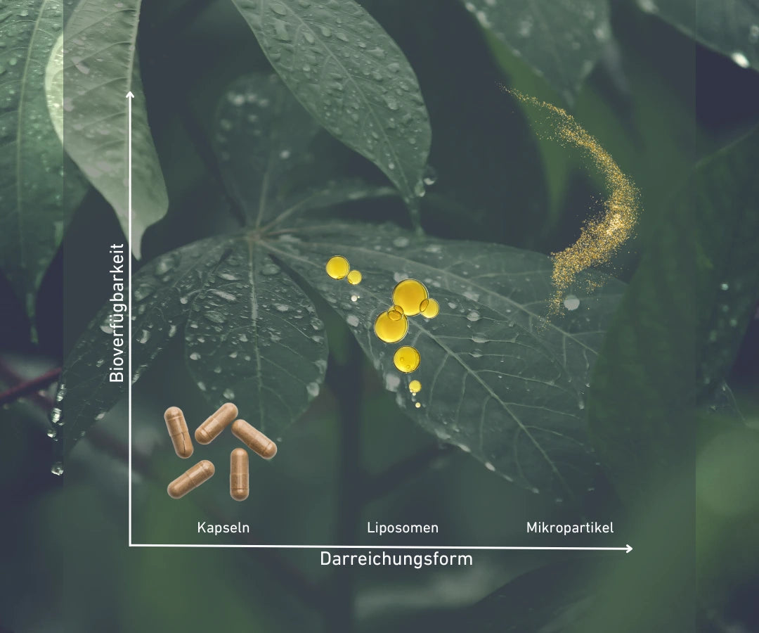 Erhöhte Bioverfügbarkeit: Mikropartikel und Wasserlöslichkeit