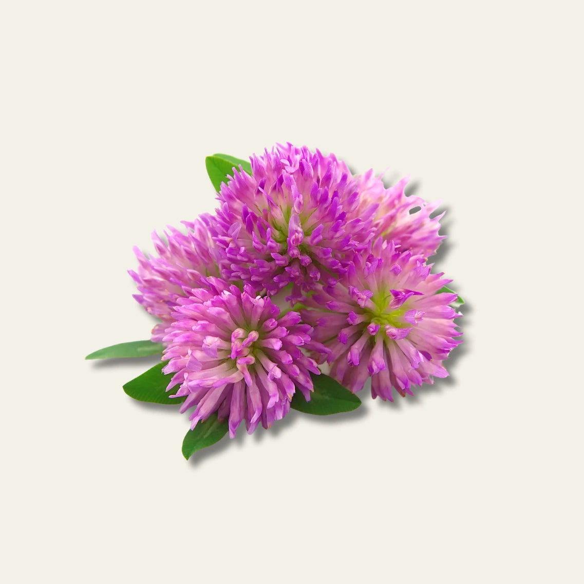 Blüte eines Rotklees