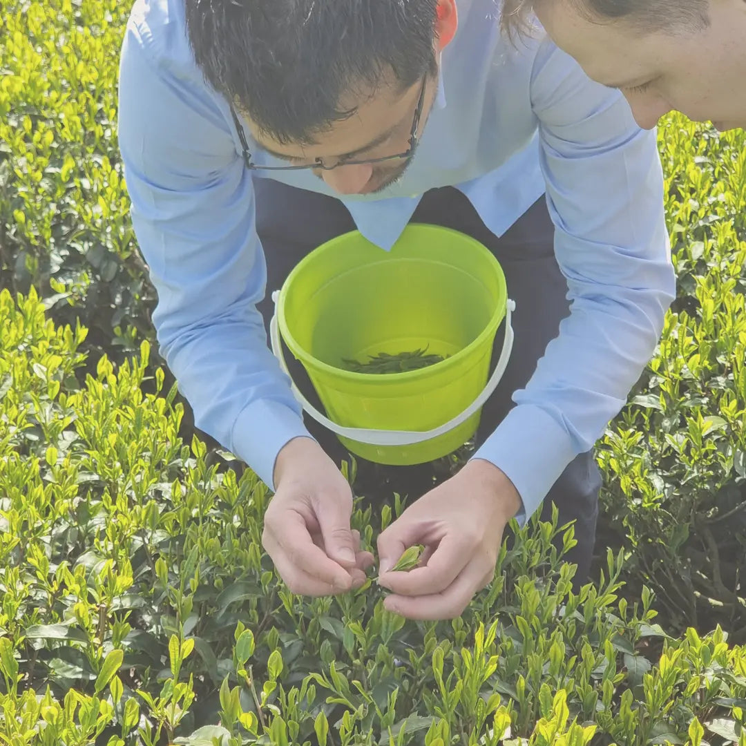 Bio Premium Isagawa Sencha