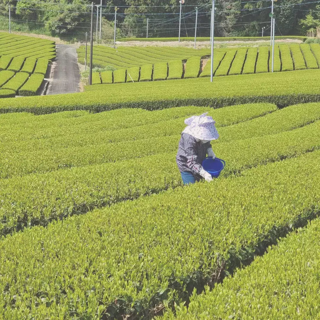 Bio Premium Isagawa Sencha