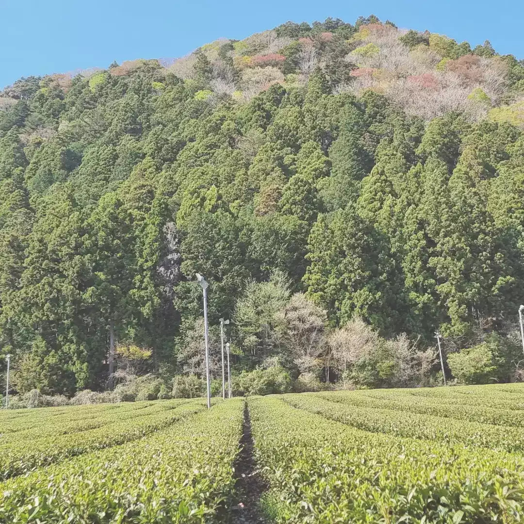 Bio Premium Isagawa Sencha