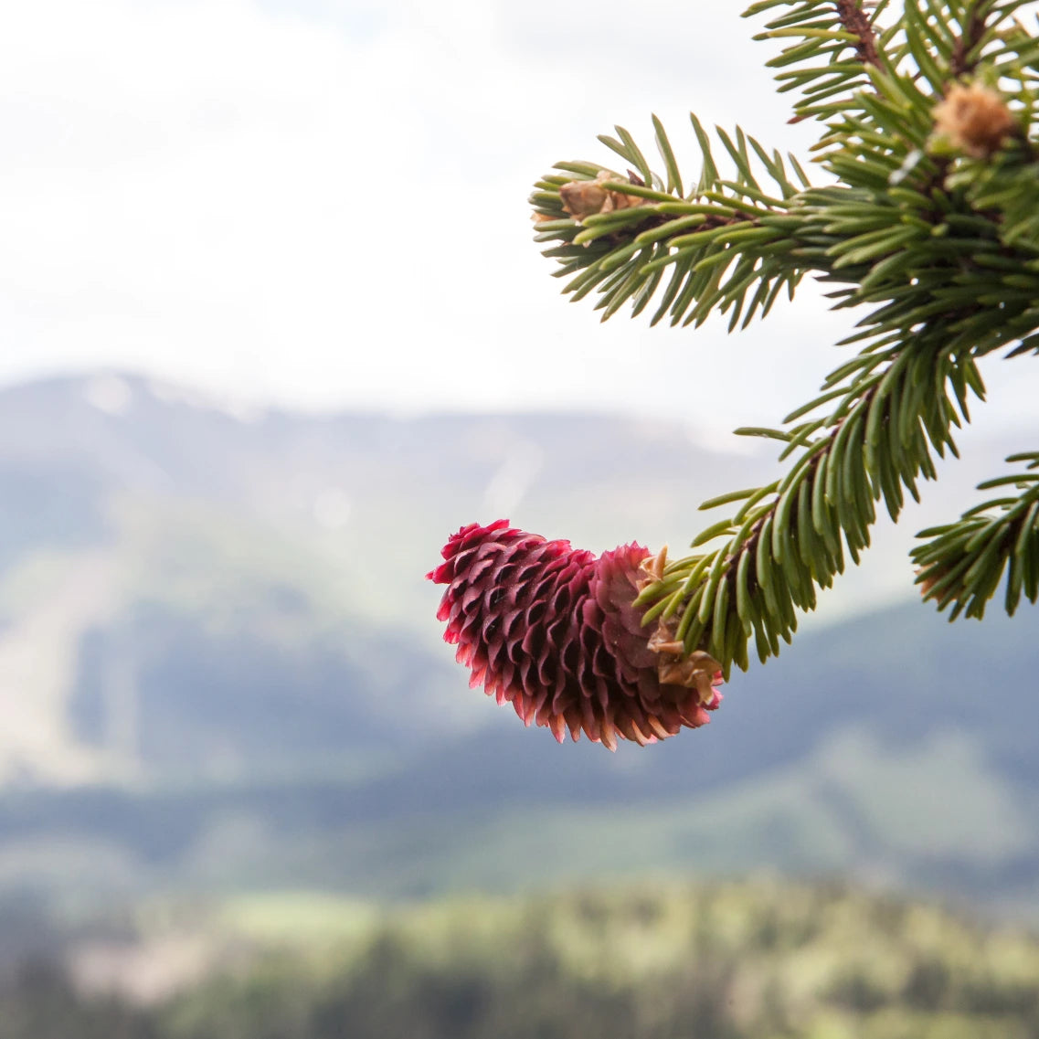 Nahaufnahme einer Bergkieferknospe