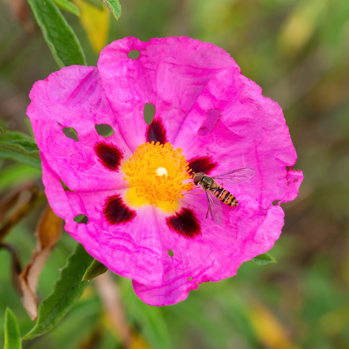 Cistus-Blüte mit Biene