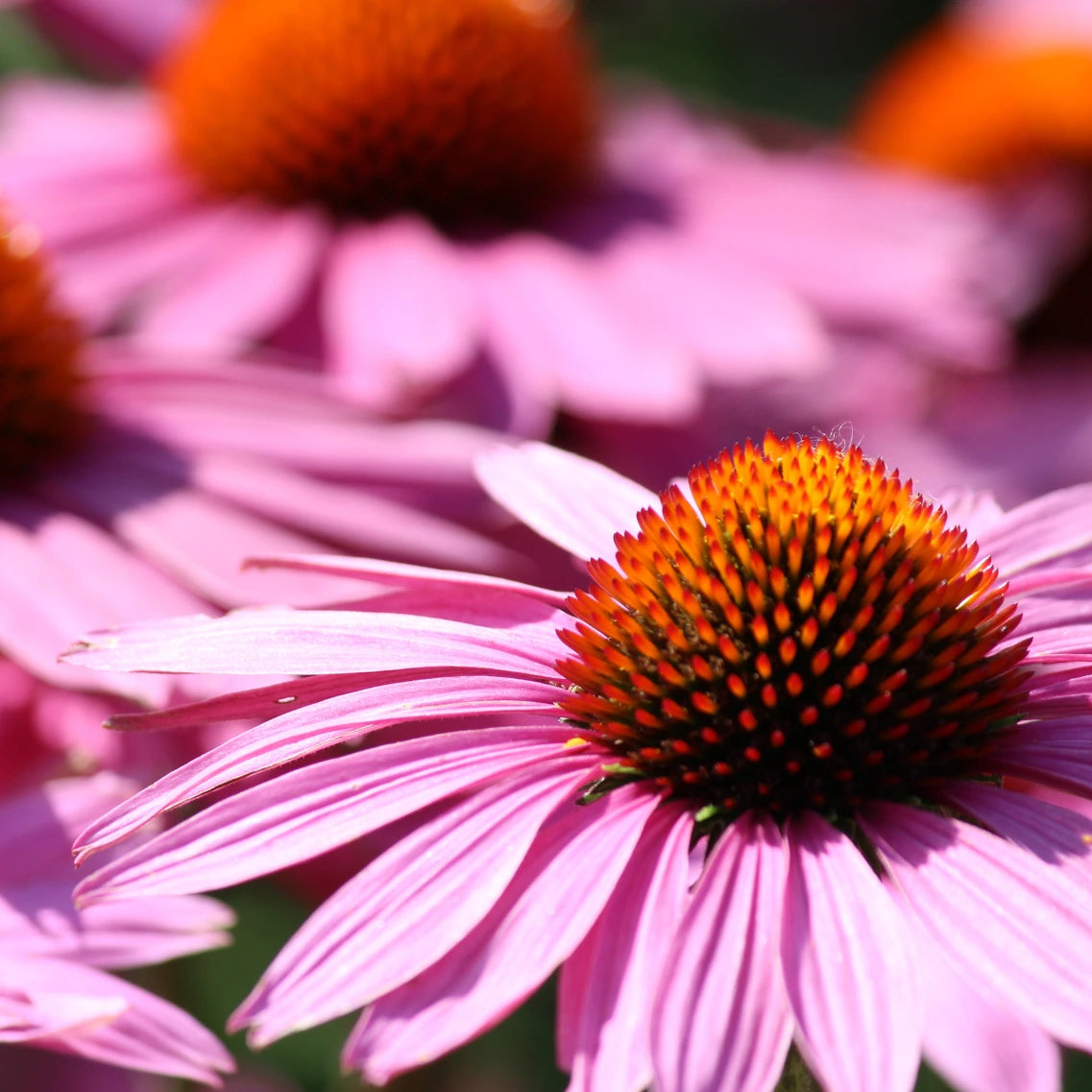 Abbildung der Echinacea Pflanzenblüte