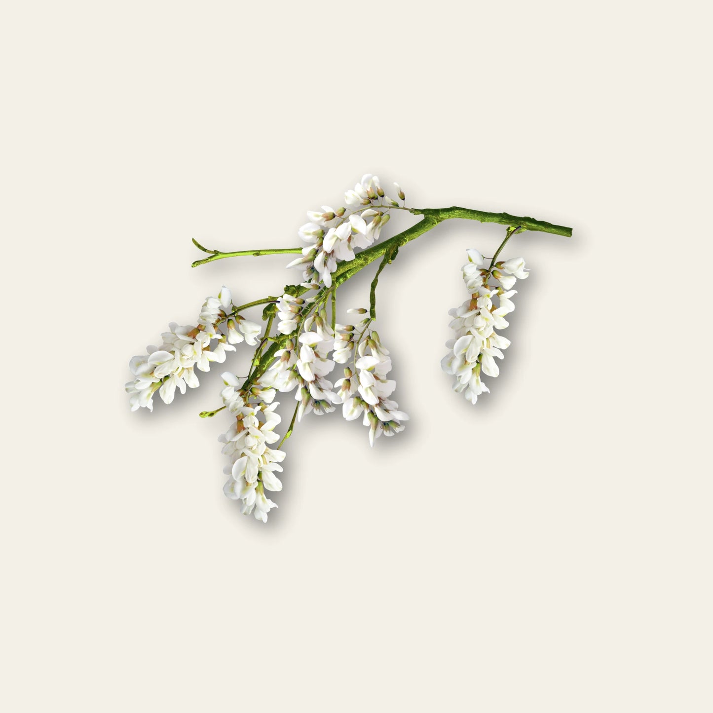 Akazienblüten