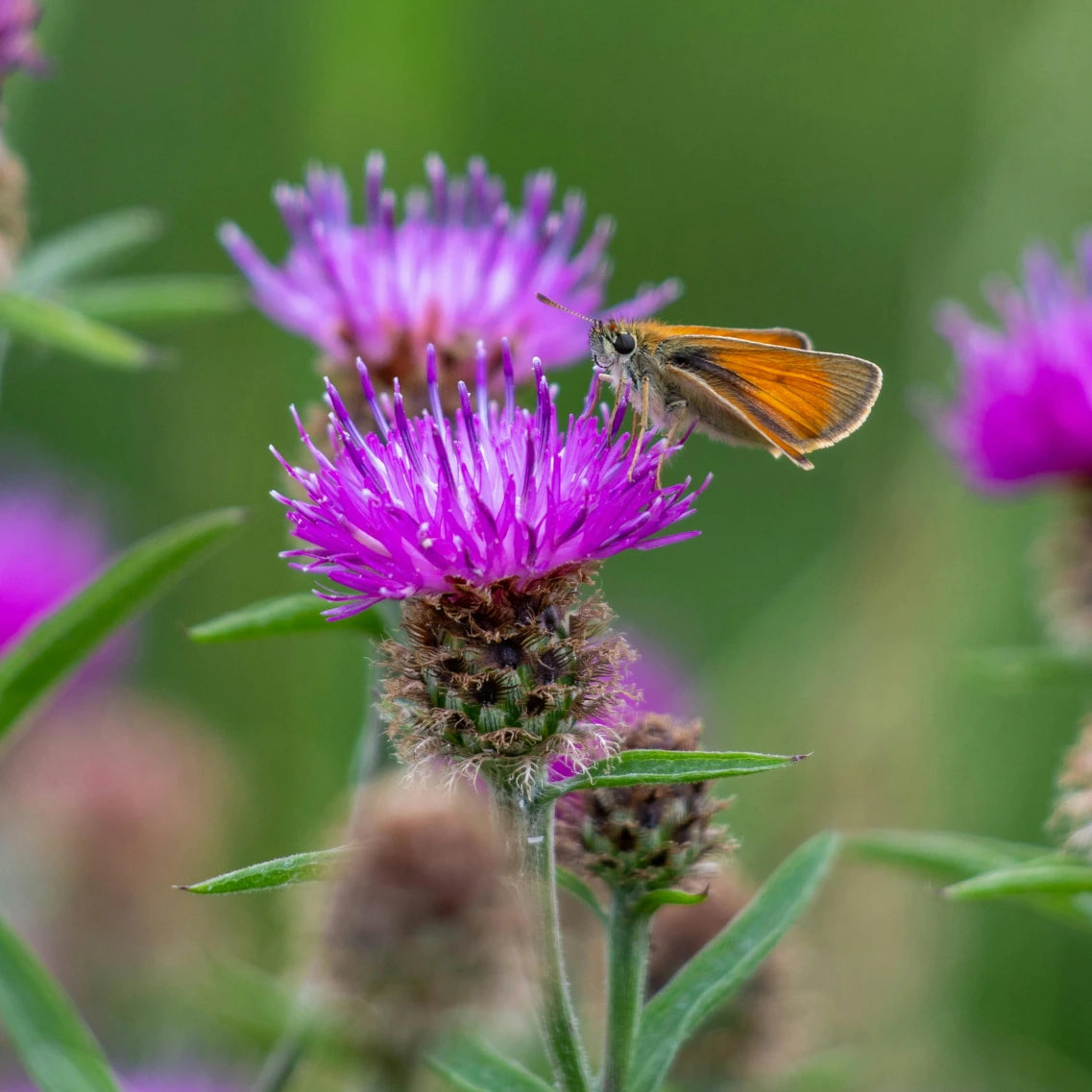Mariendistelblüte mit Schmetterling