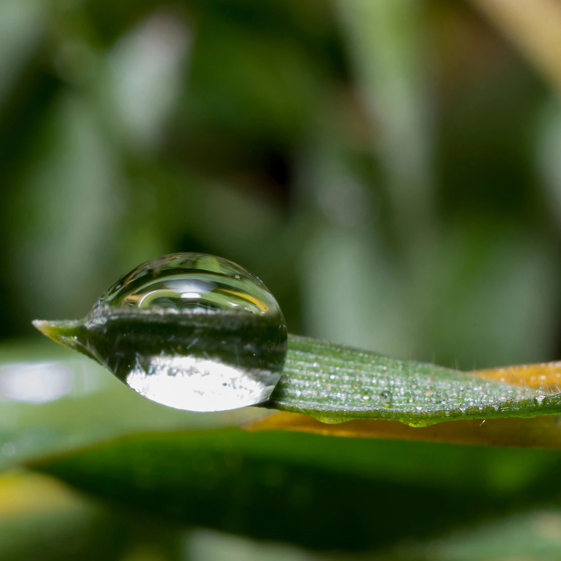 Nahaufnahme eines Wassertropfens auf einem Blatt