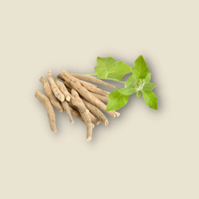 Ashwagandha Wurzel