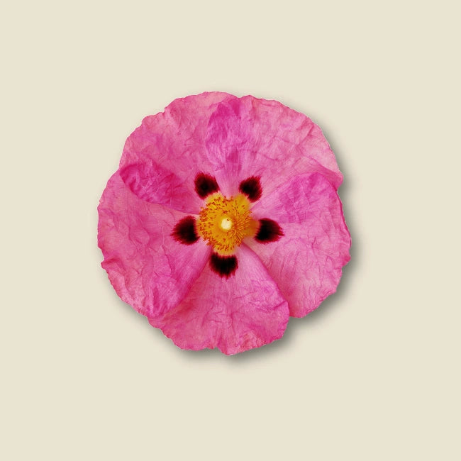 Vita Mineral plus Cistus