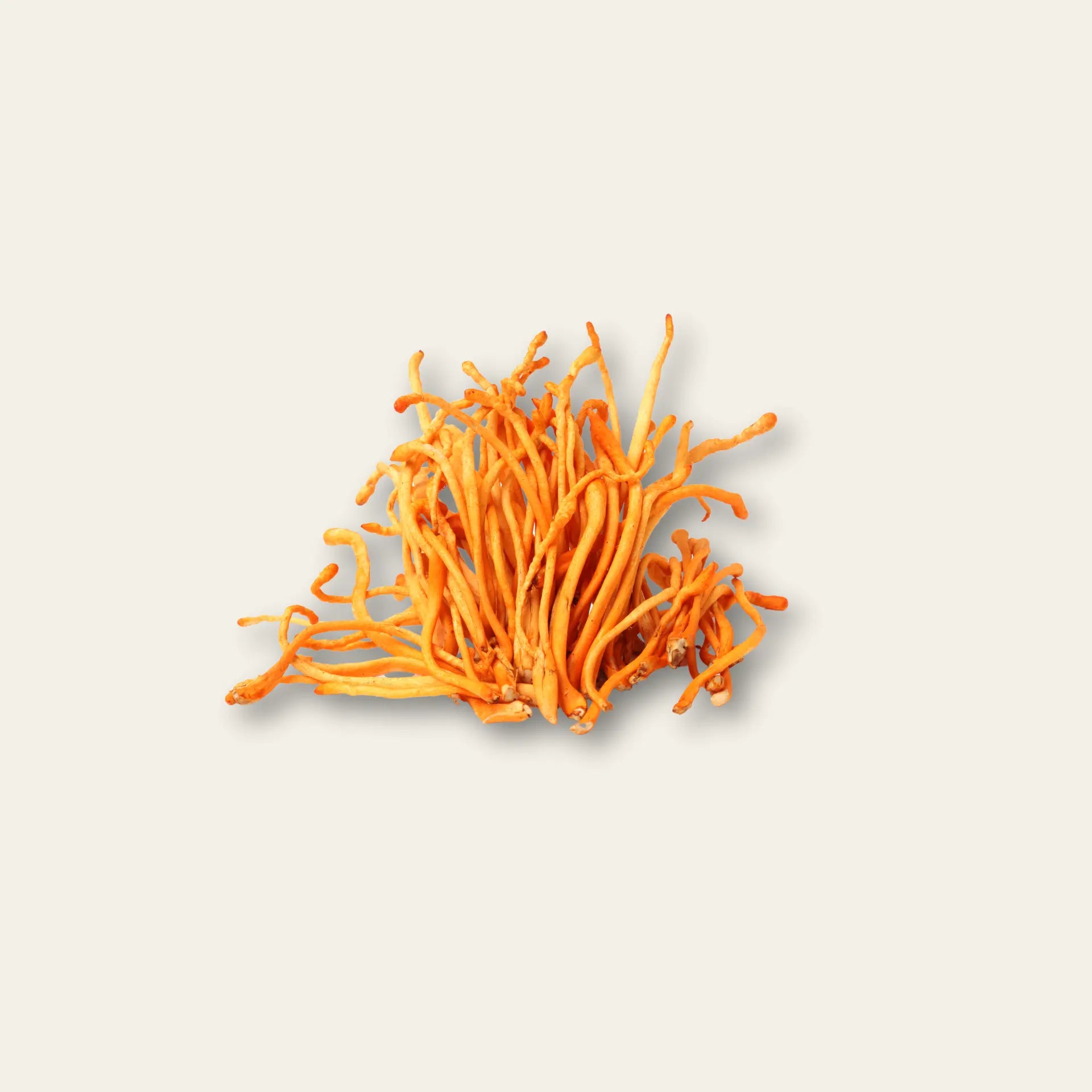 Cordycepswurzel