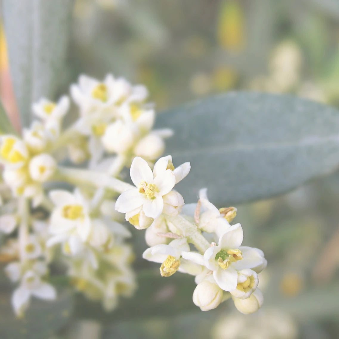 Olive - Gemmomazerat