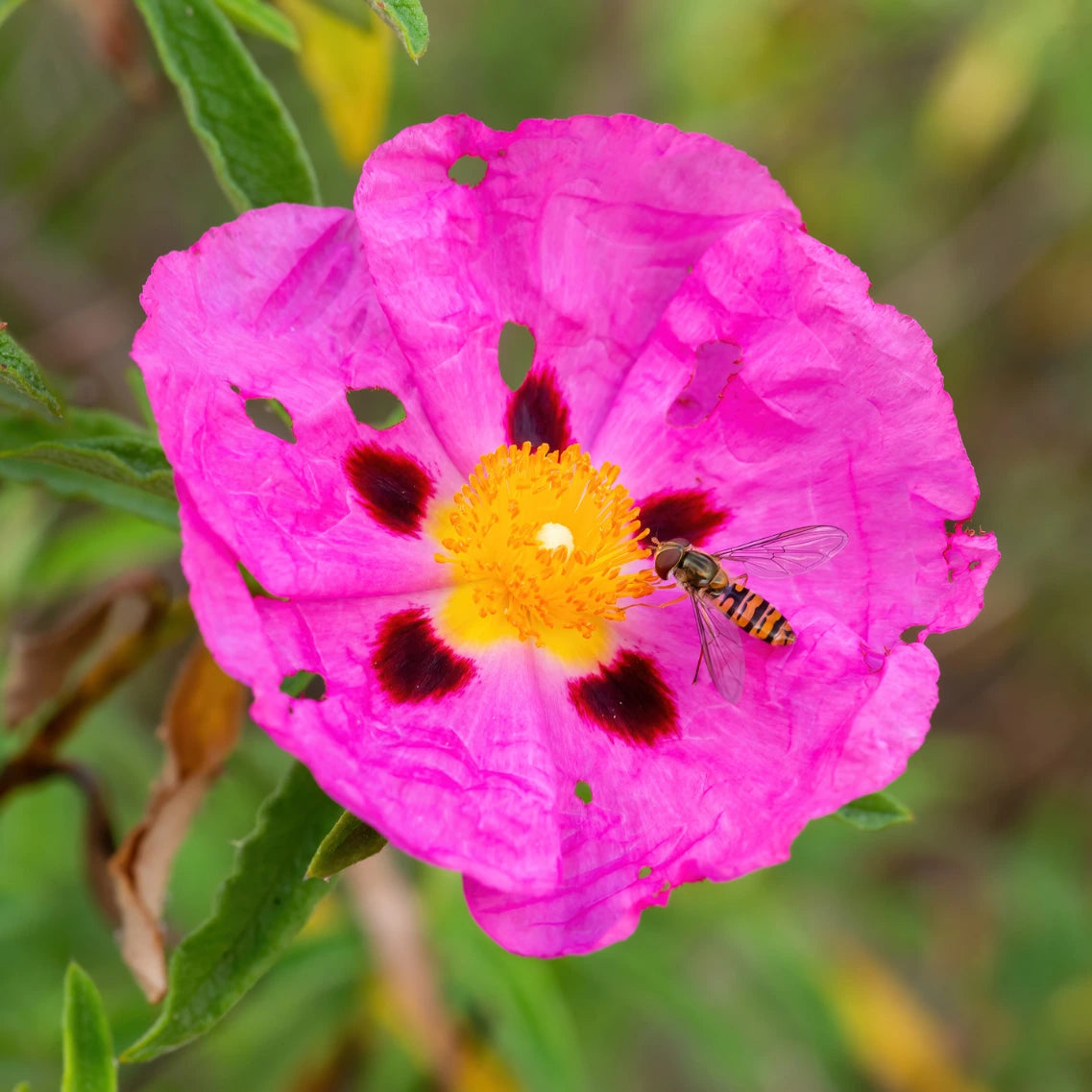 Cistus-Blüte mit Biene