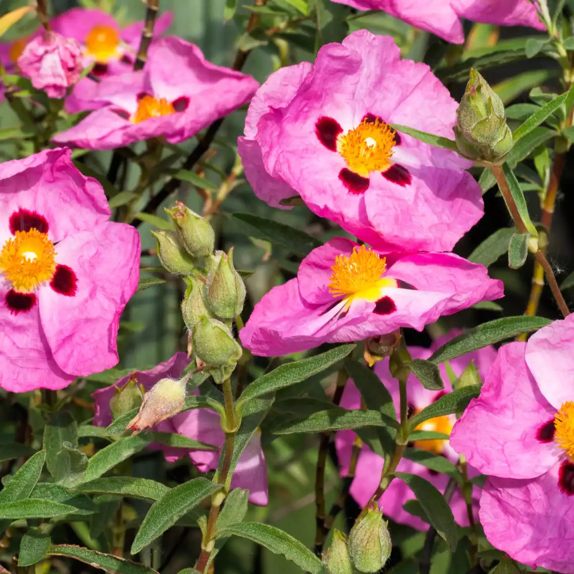 Cistus Heilpflanze mit Blüten und Knospen