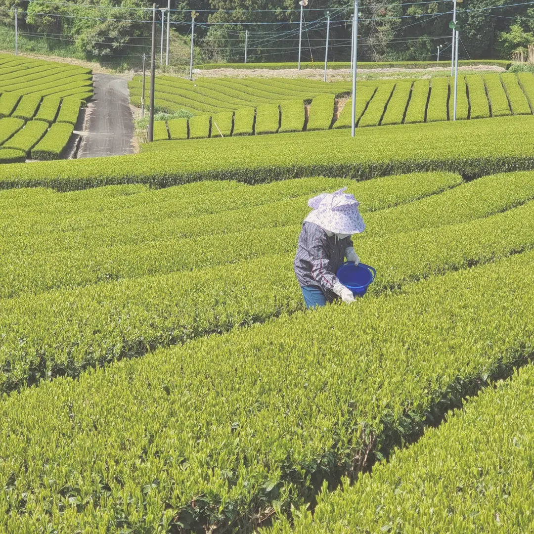 Premium Grüner Tee aus Japan