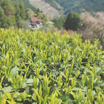 Bio Premium Isagawa Sencha