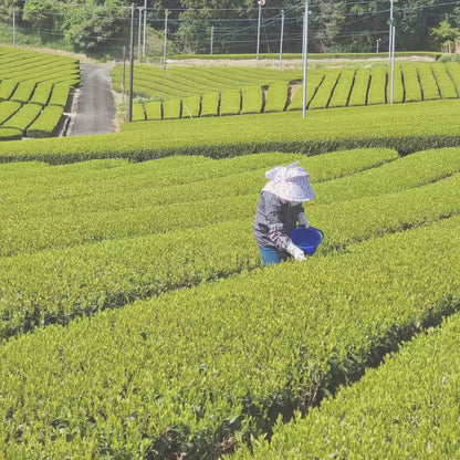 Bio Premium Isagawa Sencha