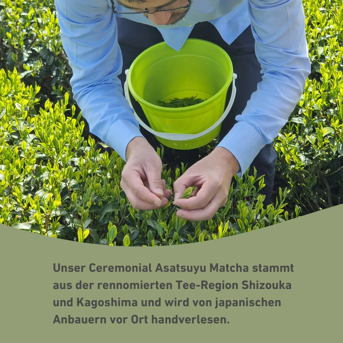Matcha erntender Mann auf Feld mit Infotext zur Herkunft des Bio Matcha Asatsuyu