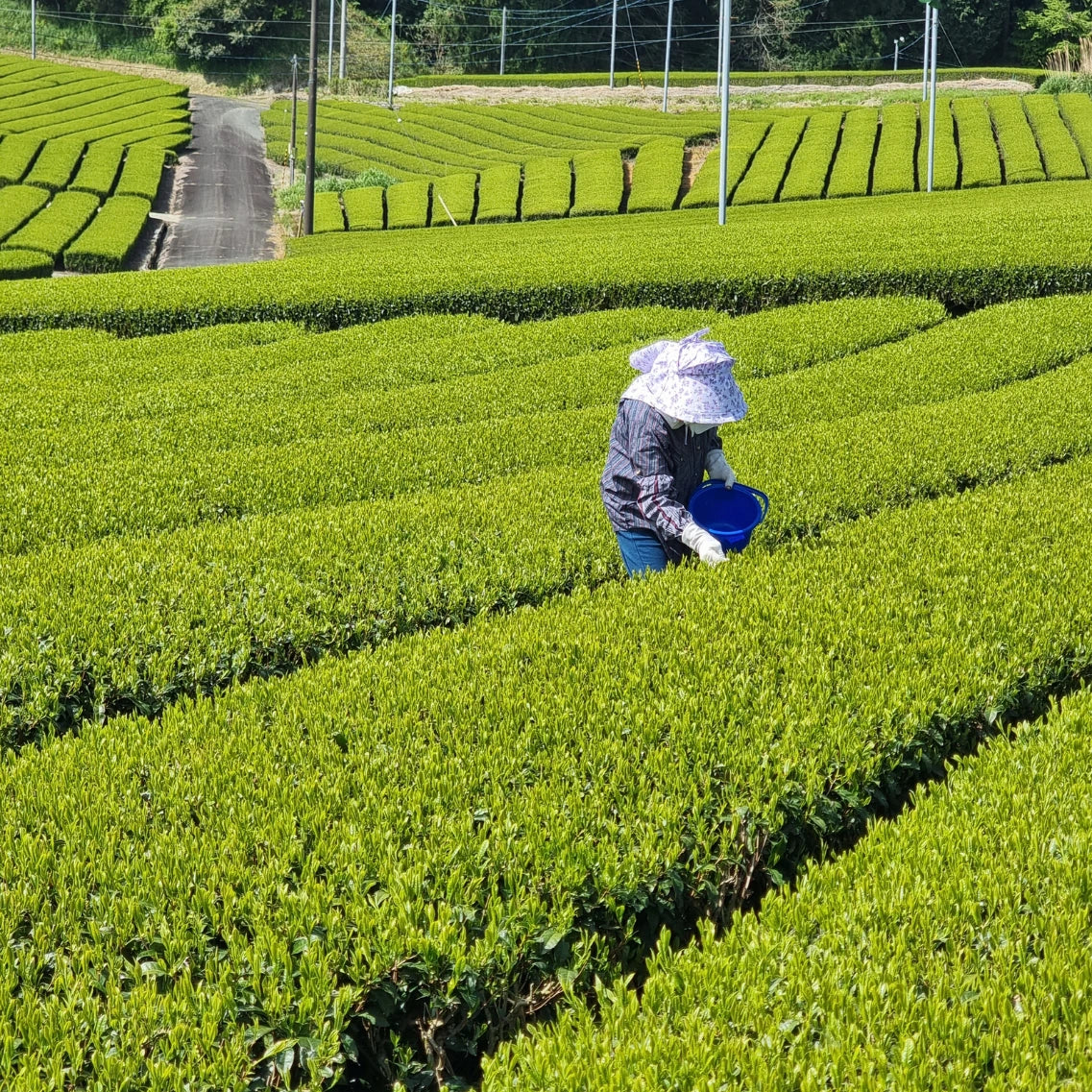 Erntende Frau auf Matcha Feld