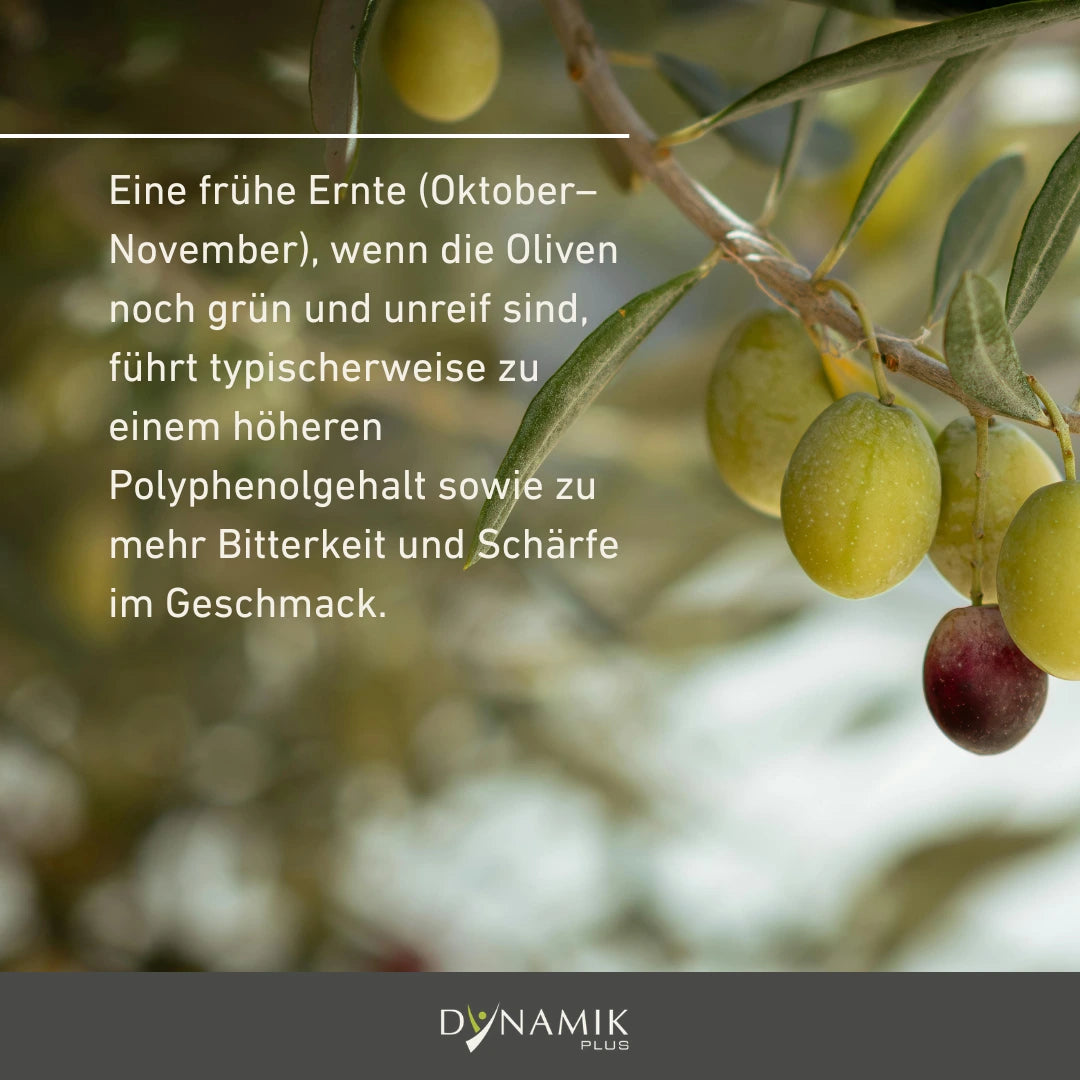 Bio Olivenöl - High Polyphenol