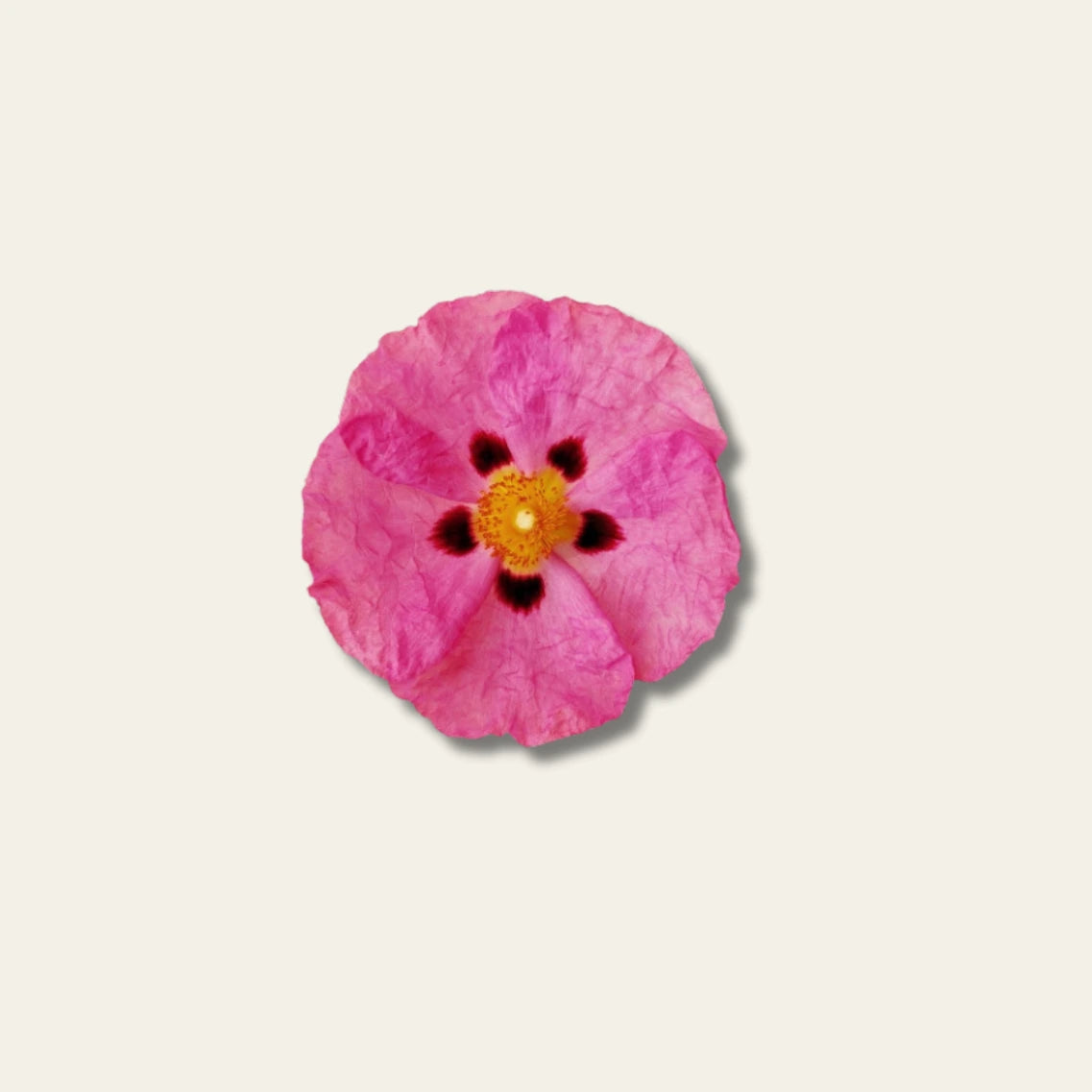 Cistus Immun