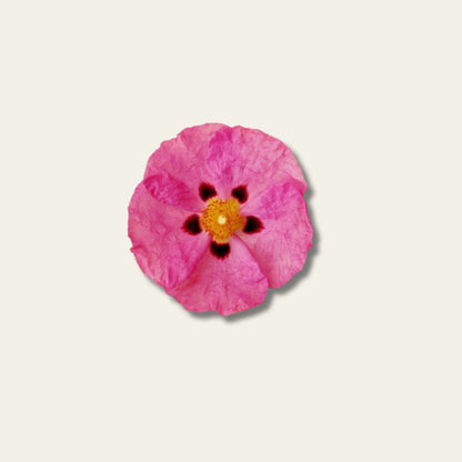 Cistus Immun