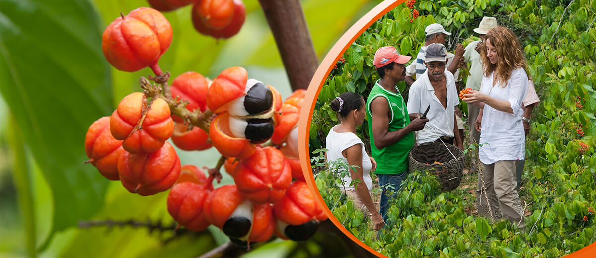 BIO GUARANA