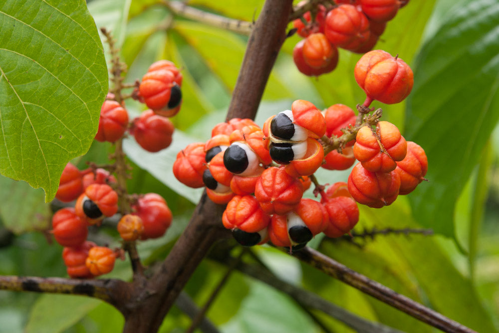 BIO GUARANA