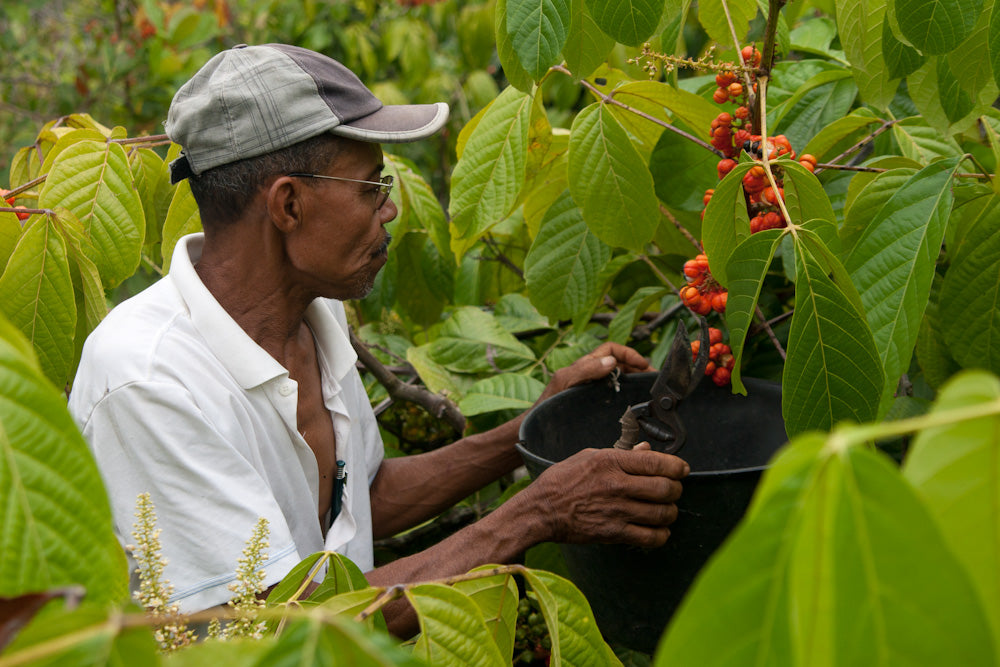BIO GUARANA